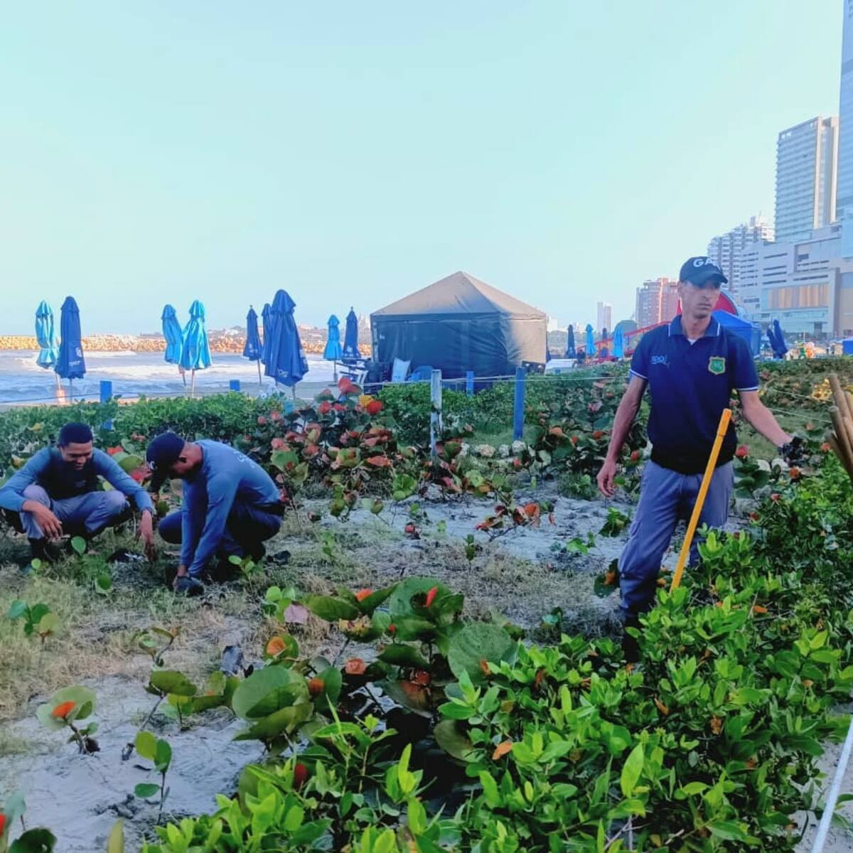 Guardia Ambiental impulsa conservación en playas de Bocagrande con siembra y limpieza de residuos
