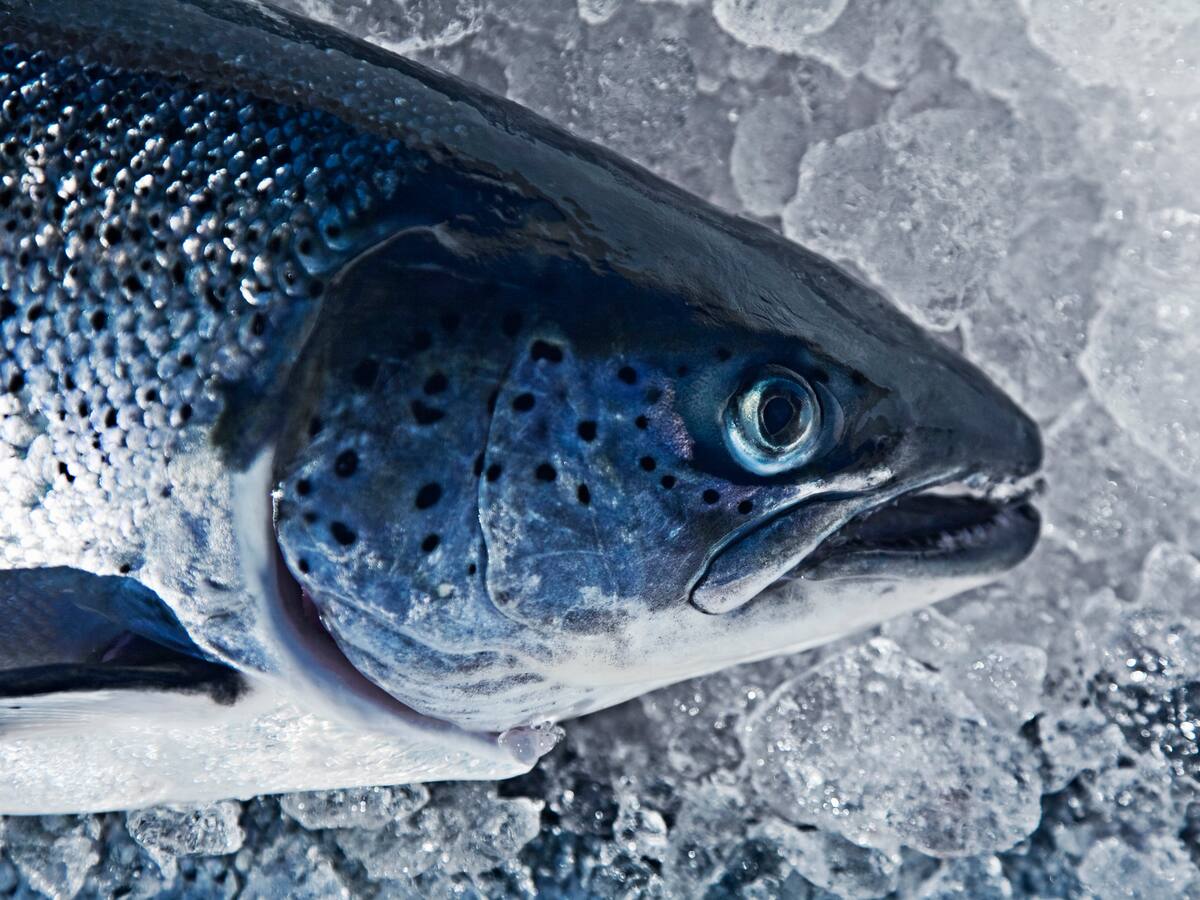 8 impresionantes beneficios de la cabeza de pescado: Colesterol, diabetes y más ¿Dónde se consume?