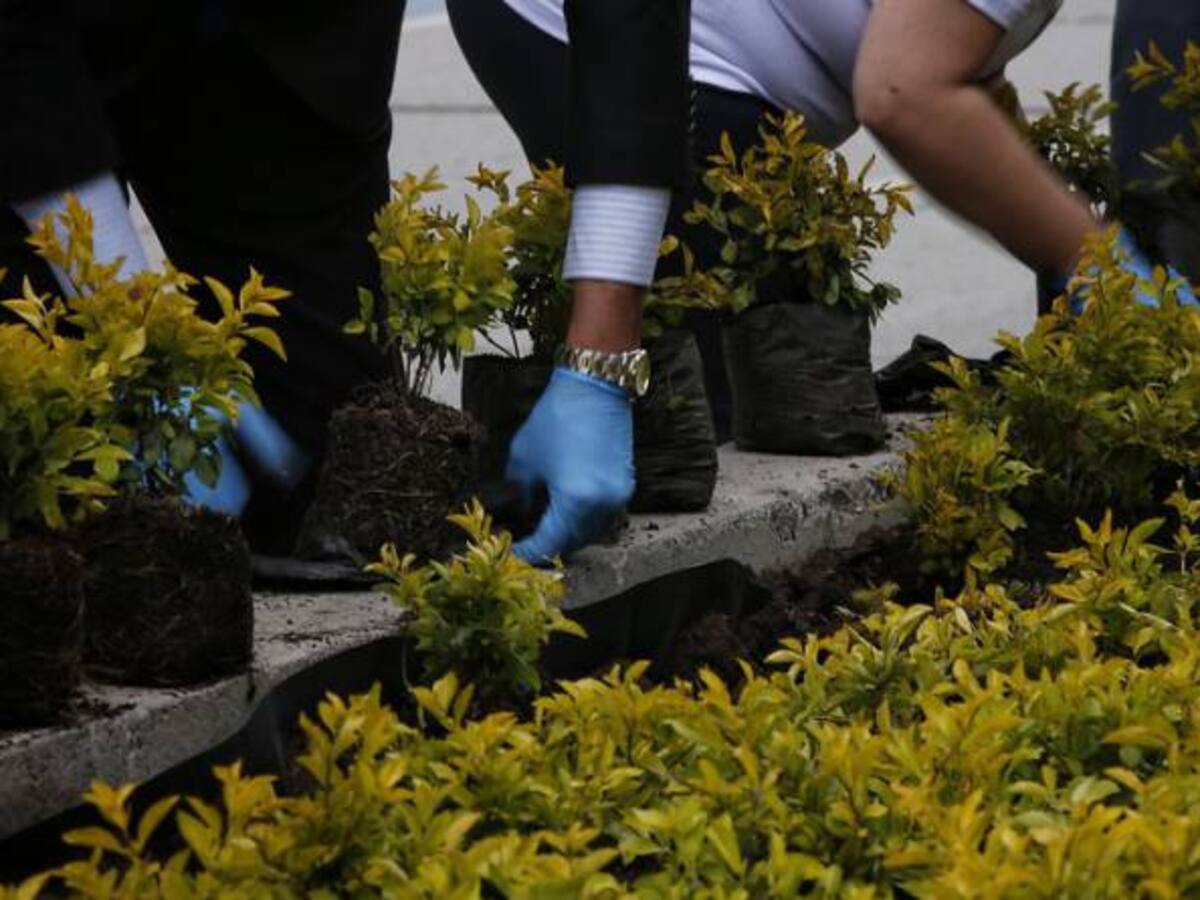 En conmemoración a las víctimas del conflicto Gobierno plantará 8 millones de árboles en todo el país