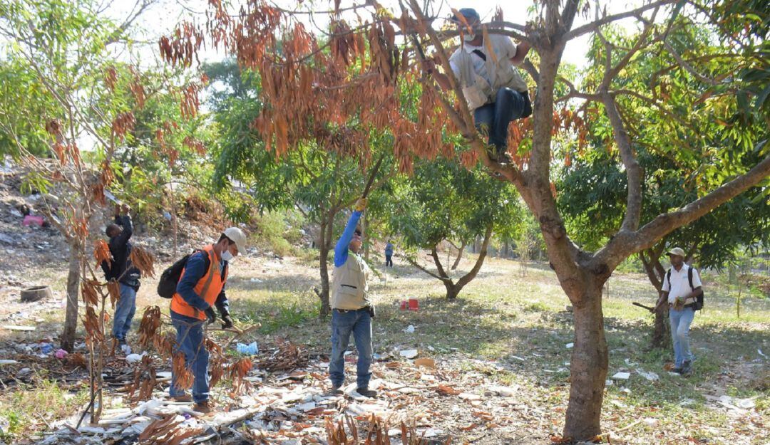 La autoridad ambiental denunció ante la Fiscalía la quema indiscriminada de árboles sembrados en una zona verde de este barrio
