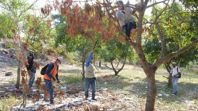 La autoridad ambiental denunció ante la Fiscalía la quema indiscriminada de árboles sembrados en una zona verde de este barrio