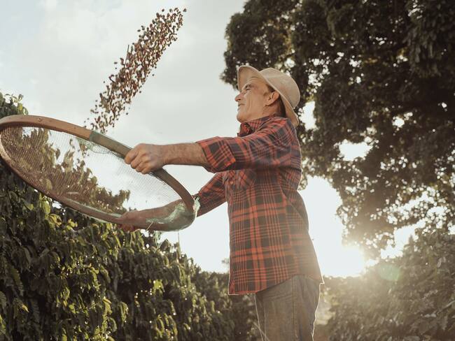 Recolector de café/ Getty Images