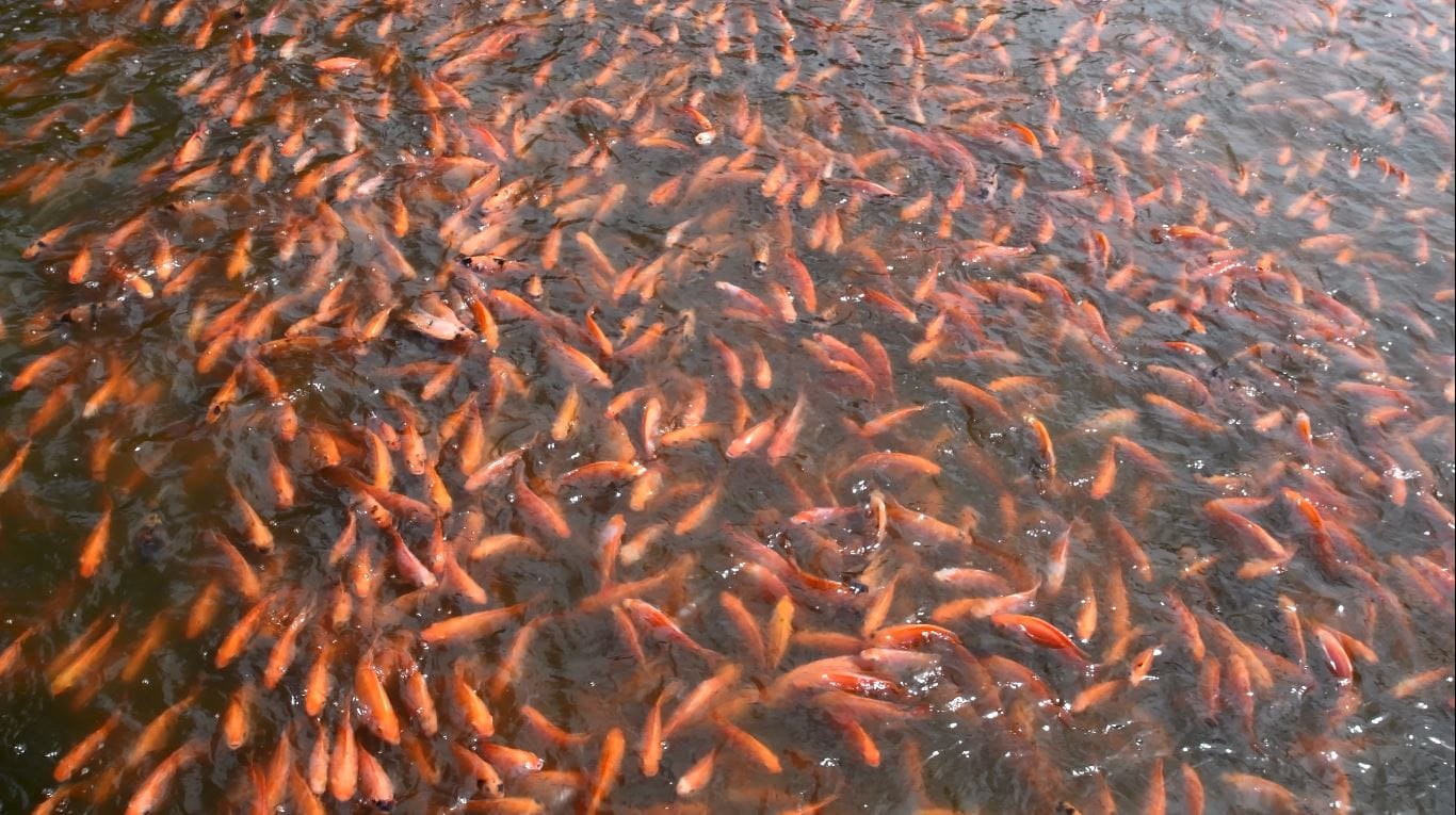 El Huila lidera la producción de tilapia en Colombia, con cerca de 80.000 toneladas al año y el 95 % de las exportaciones nacionales. Foto Relacionada 
