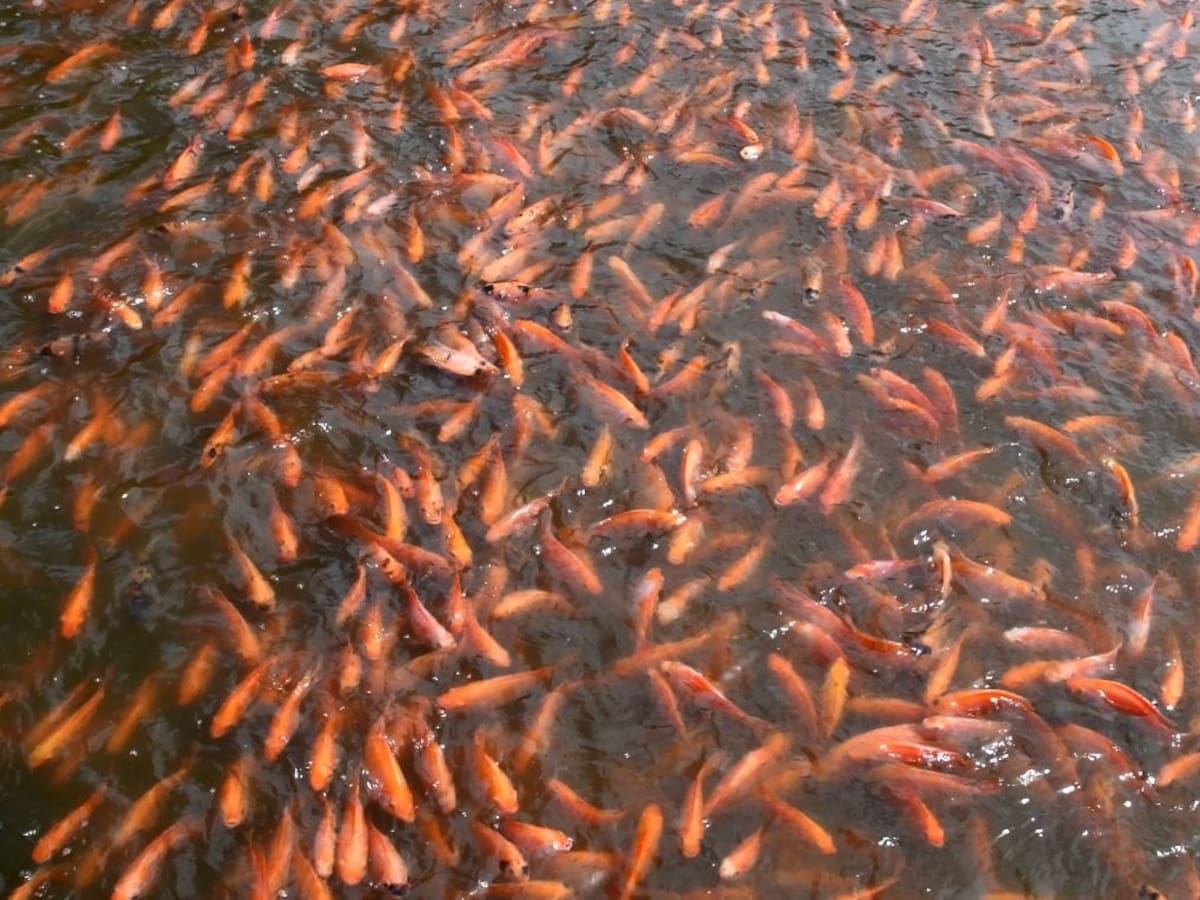 Neiva será sede del Congreso Internacional de Acuicultura que reunirá expertos en el tema