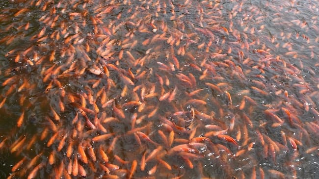 El Huila lidera la producción de tilapia en Colombia, con cerca de 80.000 toneladas al año y el 95 % de las exportaciones nacionales. Foto Relacionada