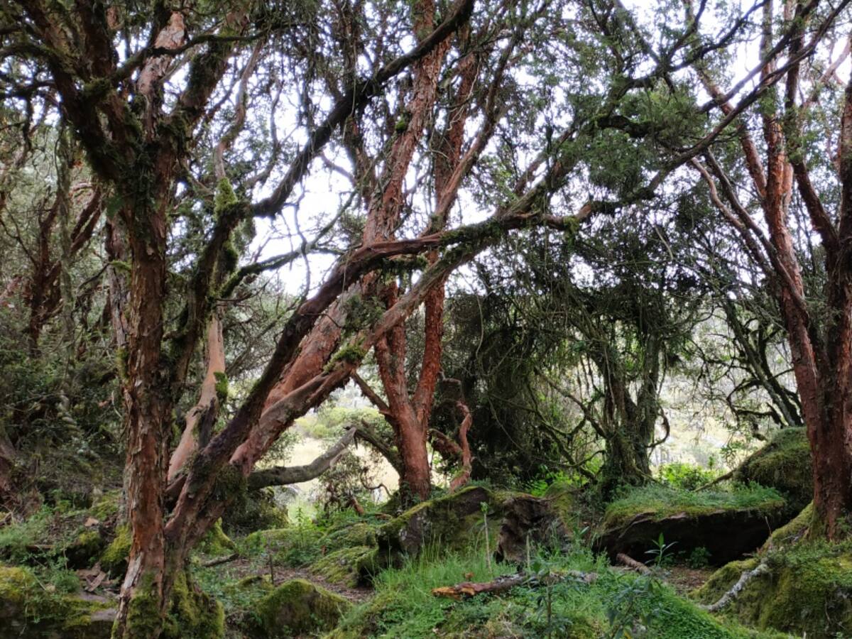 El refugio de los colorados