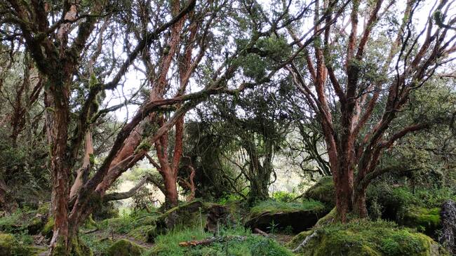 El refugio de los colorados