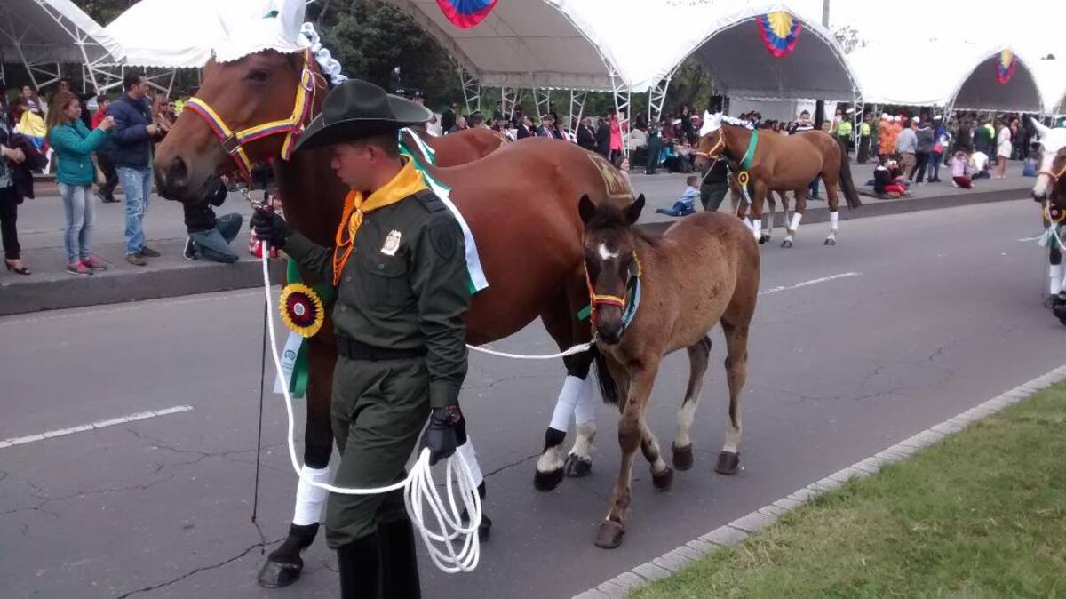 Miles de personas en todo el país se movilizan para observar los desfiles del 20 de julio.