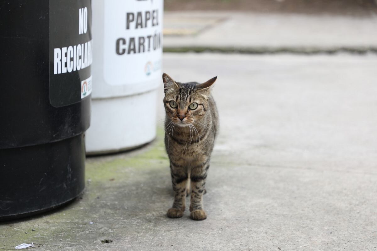 Gato en un conjunto residencial. Foto: Instituto de Protección y Bienestar Animal