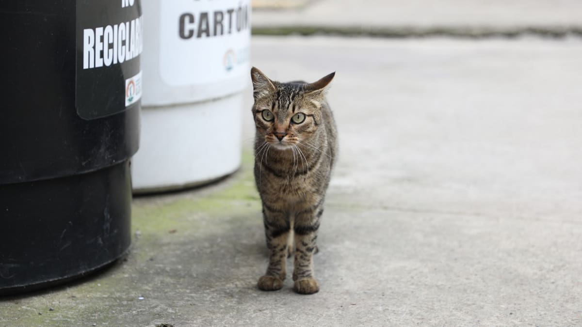 Si su gato maúlla por la noche podría estarle diciendo algo: “Mucha energía acumulada”