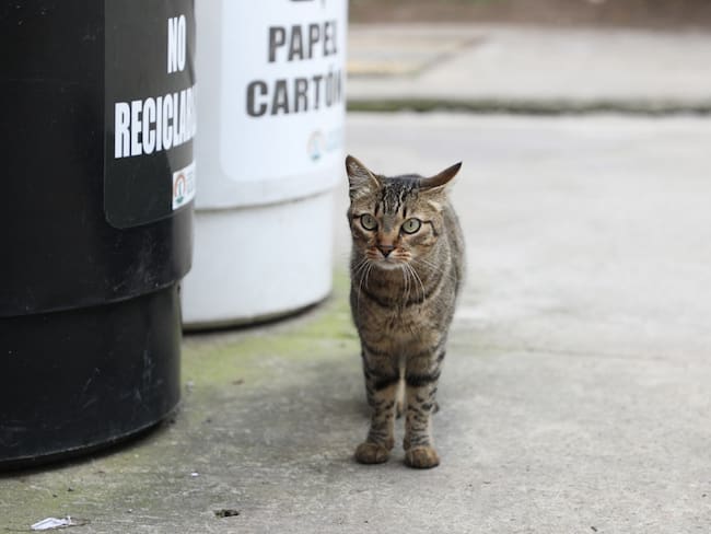 Gato en un conjunto residencial. Foto: Instituto de Protección y Bienestar Animal