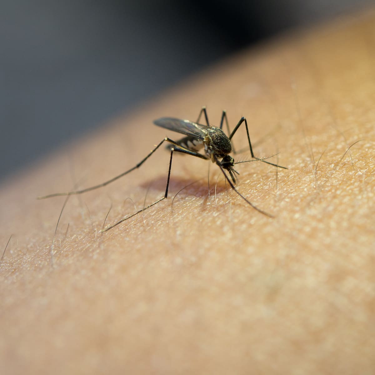 Alerta por brote de dengue en Valledupar: más de 1.200 casos y una muerte confirmada
