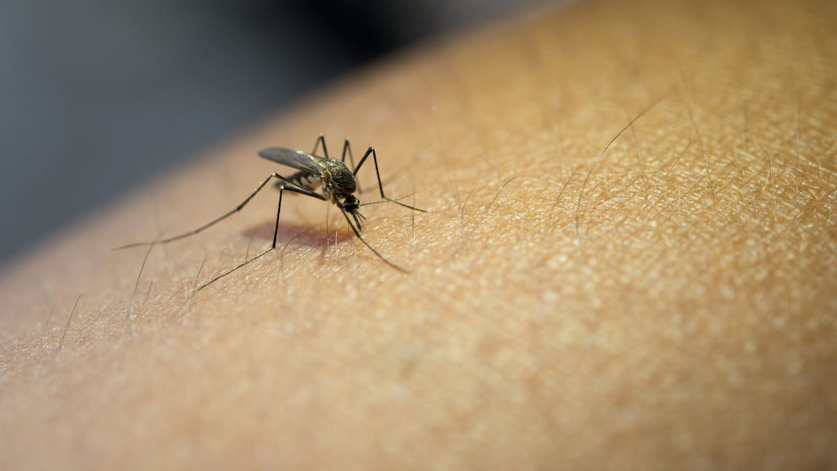 Alerta por brote de dengue en Valledupar: más de 1.200 casos y una muerte confirmada