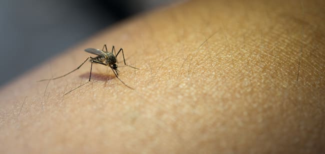 Autoridades de salud reiteran el llamado a eliminar aguas estancadas en viviendas para prevenir la proliferación del mosquito transmisor del dengue