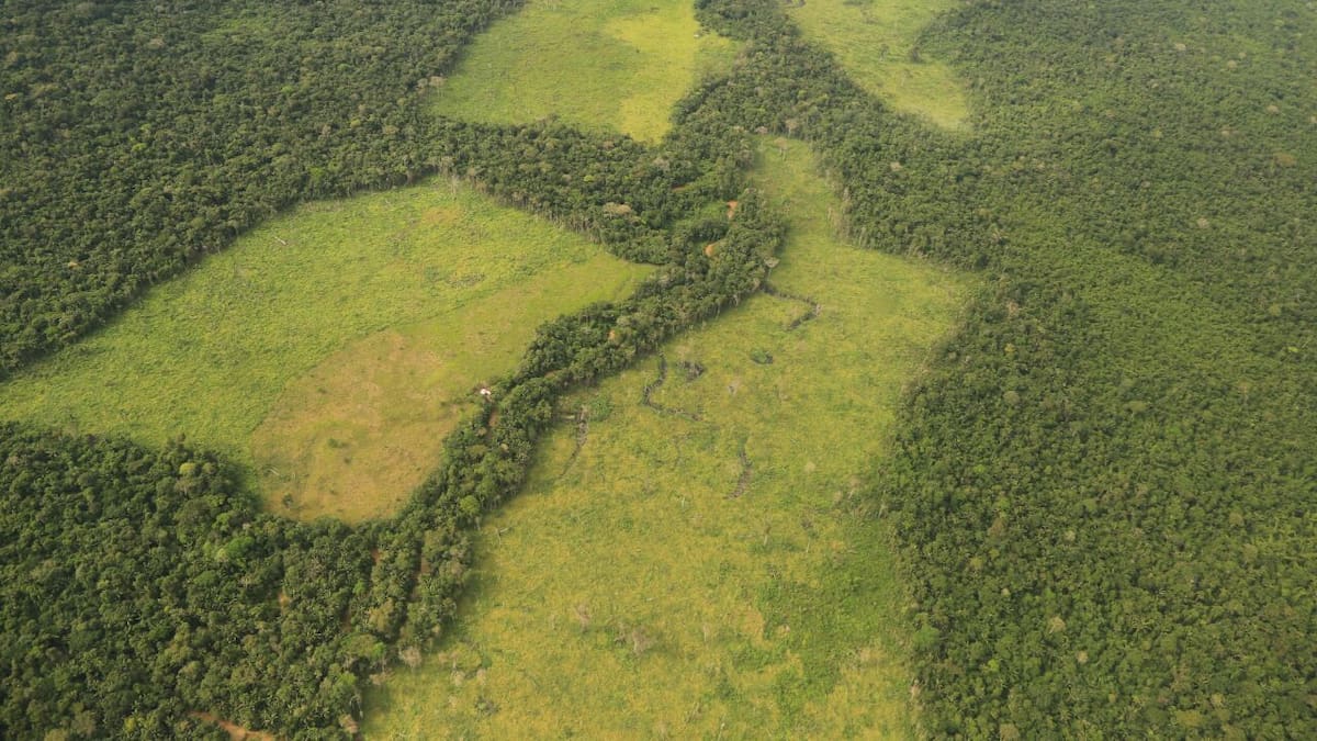 "La Amazonía pierde lo equivalente a seis canchas de fútbol por minuto" WWF
