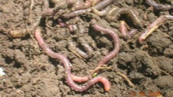 Crean sistema para detectar terremotos con lombrices