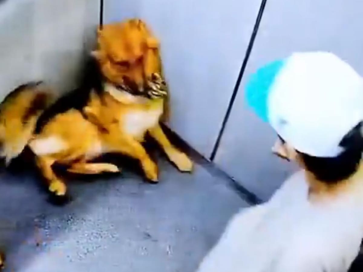 Nuevo caso de maltrato animal: 3 perros fueron rescatados en La Estrella luego de ser golpeados