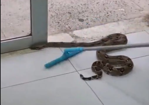 Boa encontrada en Alameda. Foto: captura de pantalla de video en redes sociales.