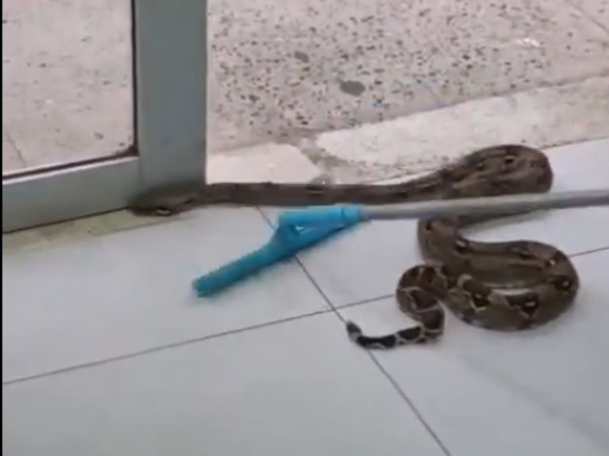 Boa constrictor apareció en conjunto de Alameda del Río en Barranquilla