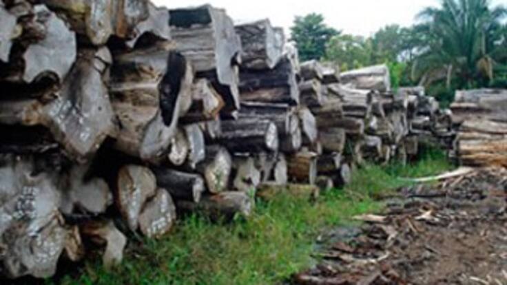 Min. Agricultura crea ventanilla para regular el tráfico de maderas