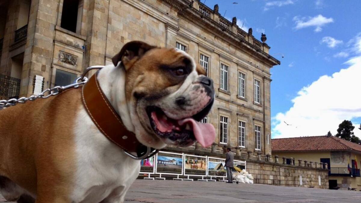 Cómo funcionarán los “baños para mascotas” en Bogotá
