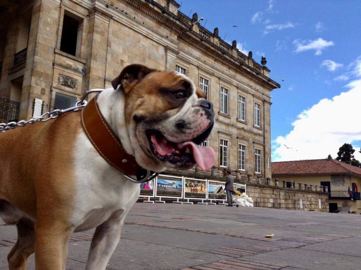 Cómo funcionarán los “baños para mascotas” en Bogotá