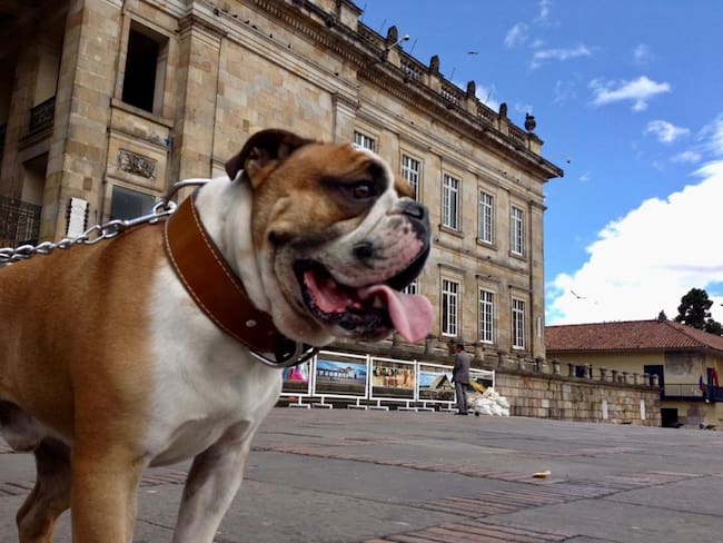 Cómo funcionarán los “baños para mascotas” en Bogotá