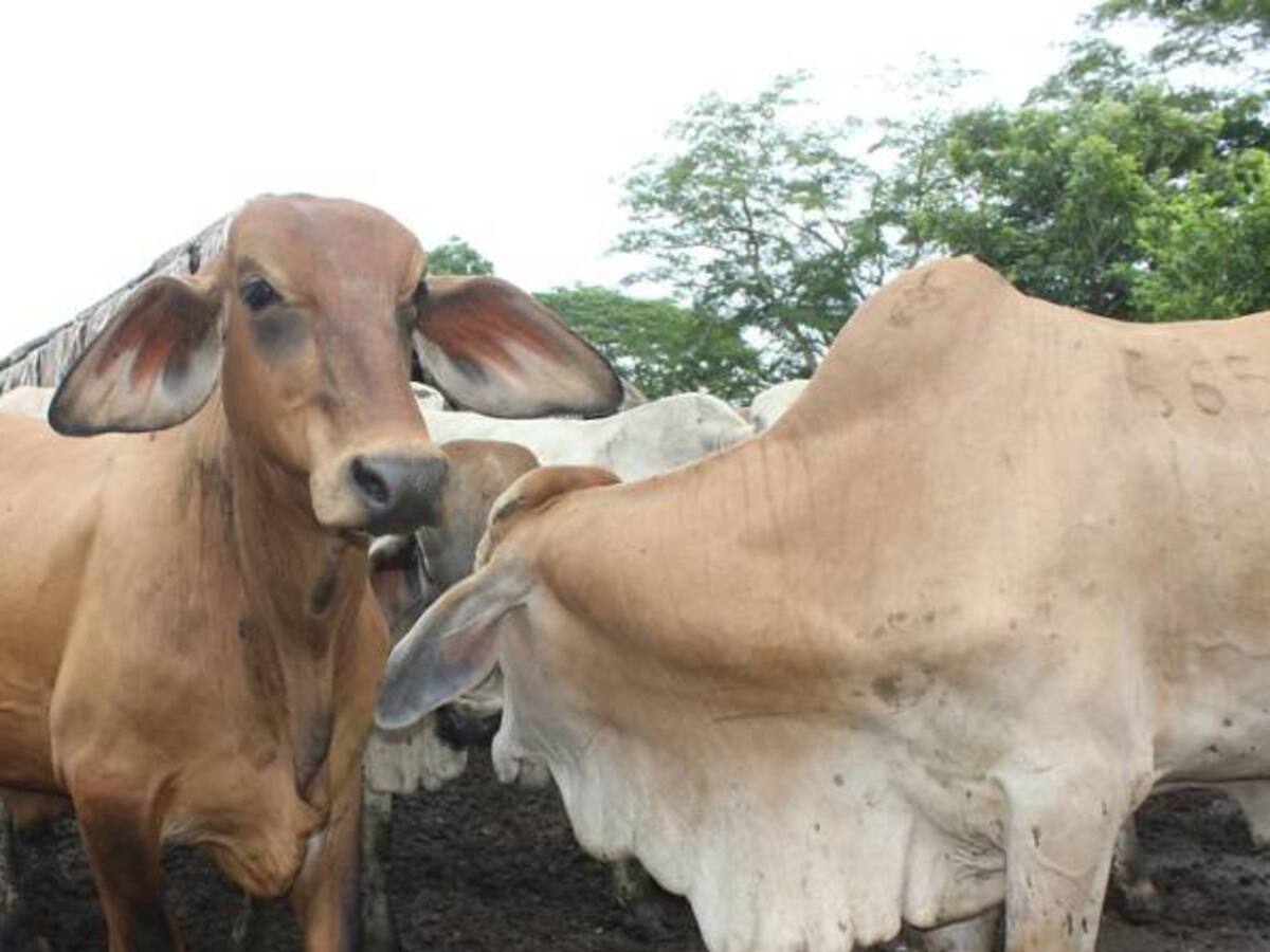 Controles sanitarios en las fronteras entre el 2015 y el 2016, cayeron un 22.64%