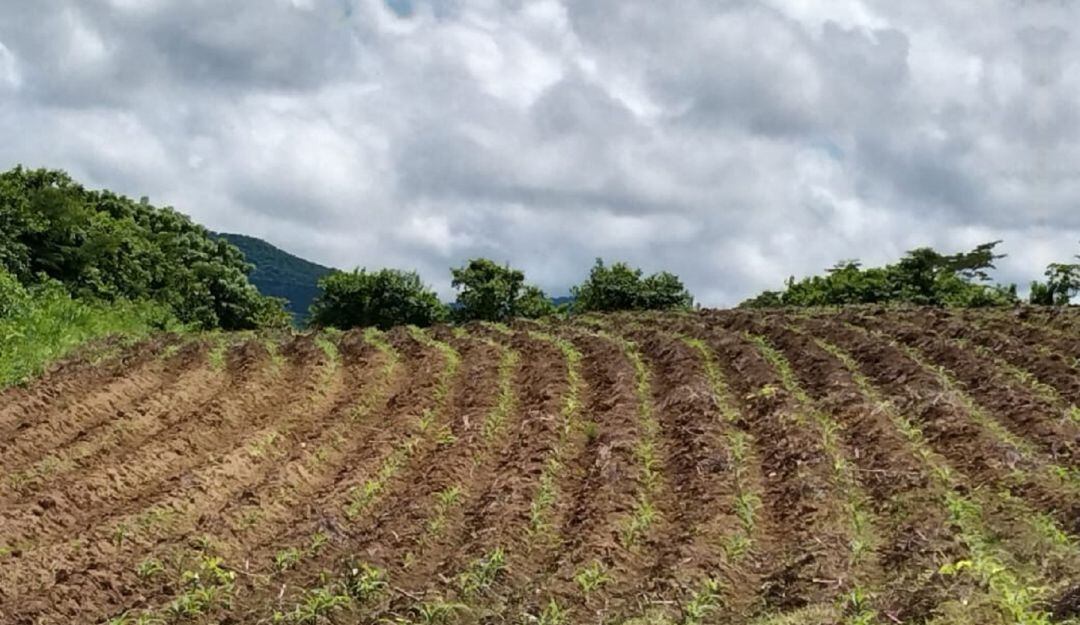 El proyecto de sostenibilidad ambiental que beneficia campesinos de Colosó