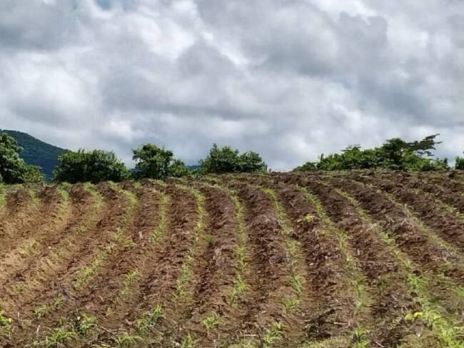 El proyecto de sostenibilidad ambiental que beneficia campesinos de Colosó
