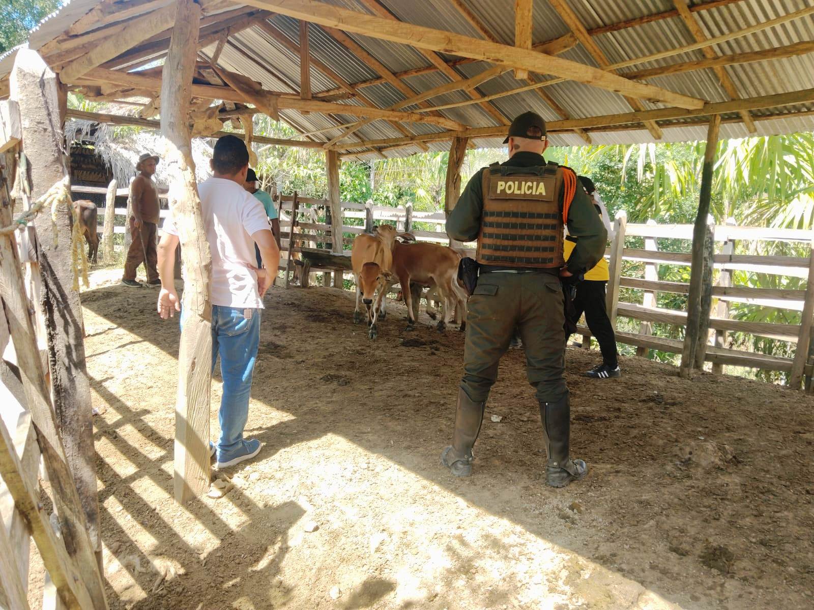 Recuperan 11 reses hurtadas en zona rural de San Juan Nepomuceno