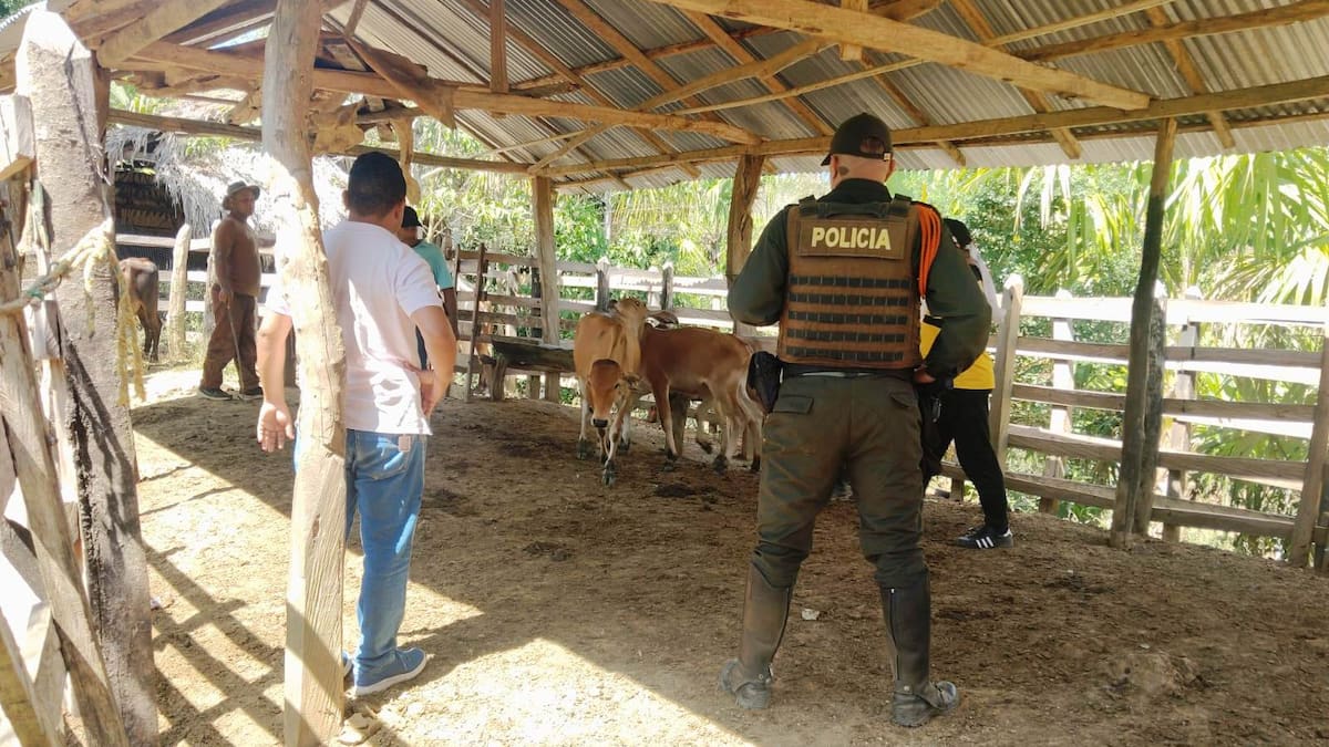 Recuperan 11 reses hurtadas en zona rural de San Juan Nepomuceno