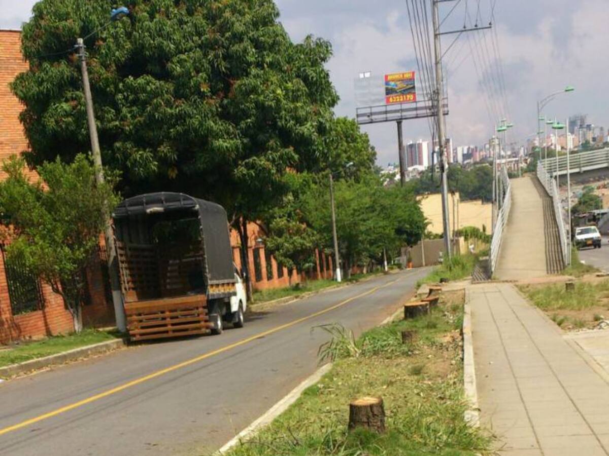 Tala indiscriminada de árboles en Bucaramanga
