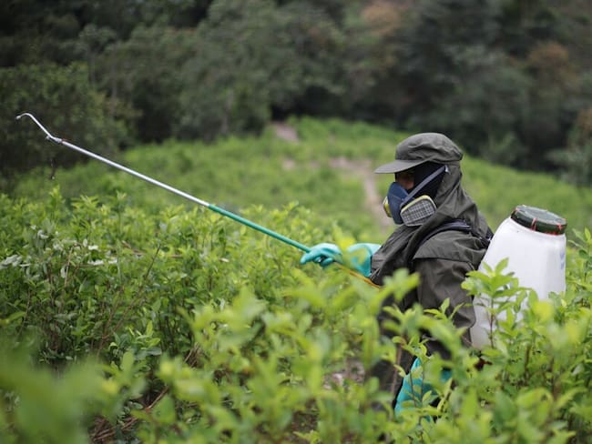 Imagen de referencia de cultivos de coca. Foto: Colprensa.