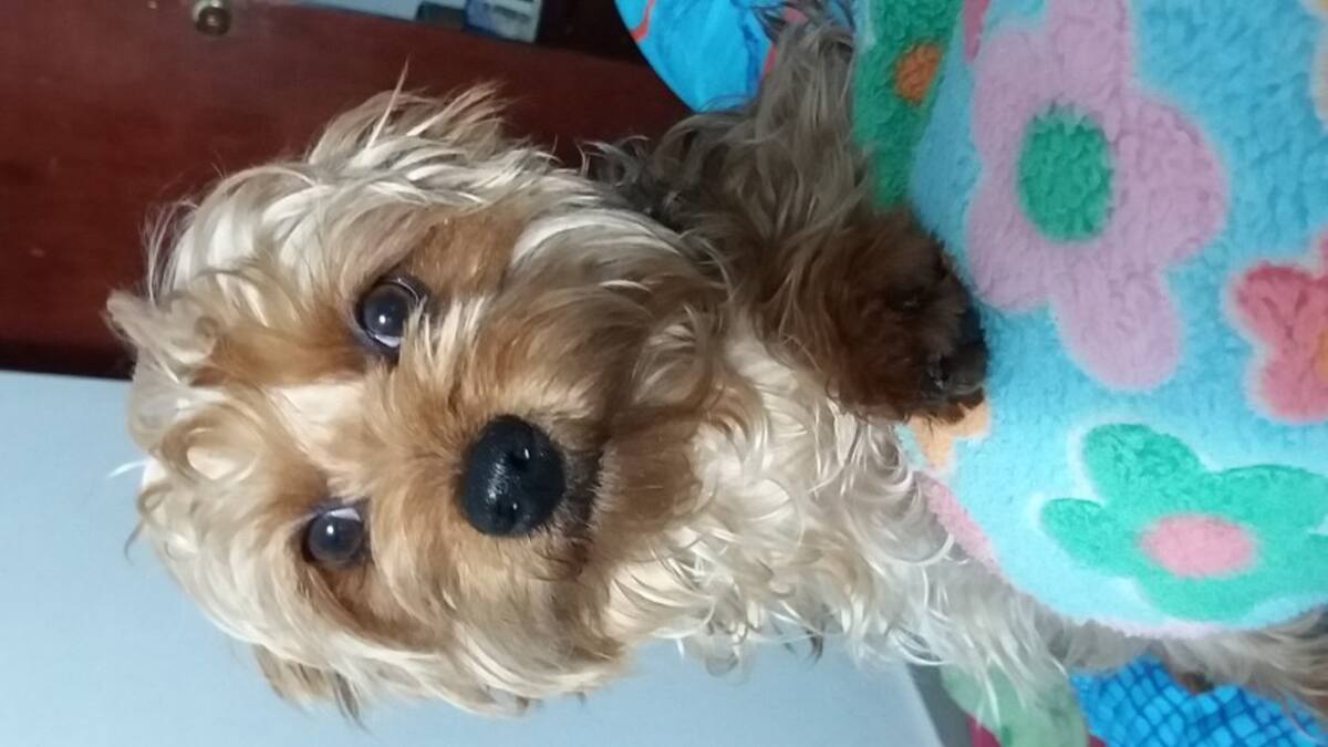 Luz Carrillo nos envía la mirada más tierna que la enamora de su mascota