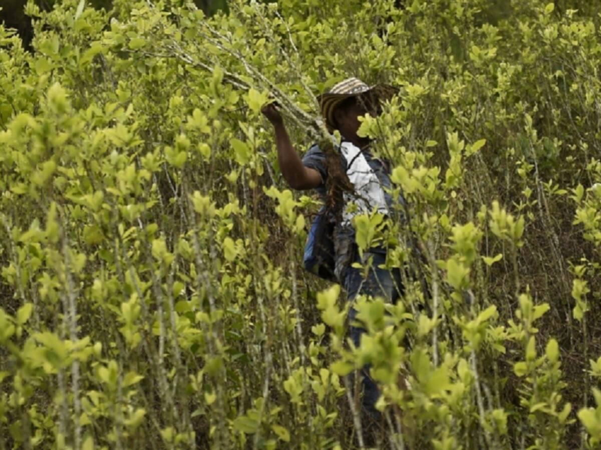 En el Catatumbo piden alternativas para sustitución de cultivos ilícitos