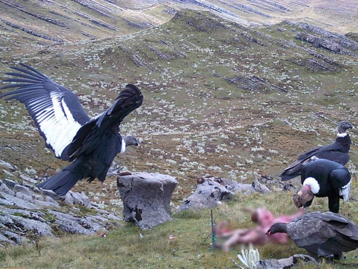 El Cerrito y San Andrés, los municipios dedicados al cuidado del ave nacional