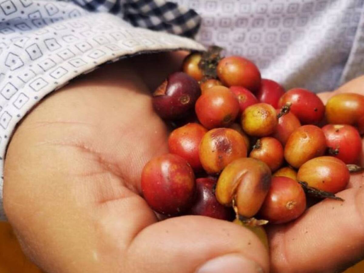 En un 60% avanza la vacunación COVID-19 para cafeteros en el Quindío