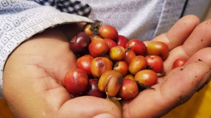 Director del Comité de Cafeteros, José Martín Vásquez