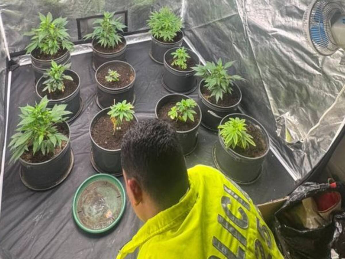 Fue desmantelado un laboratorio de marihuana ubicado en un conjunto del municipio de Madrid