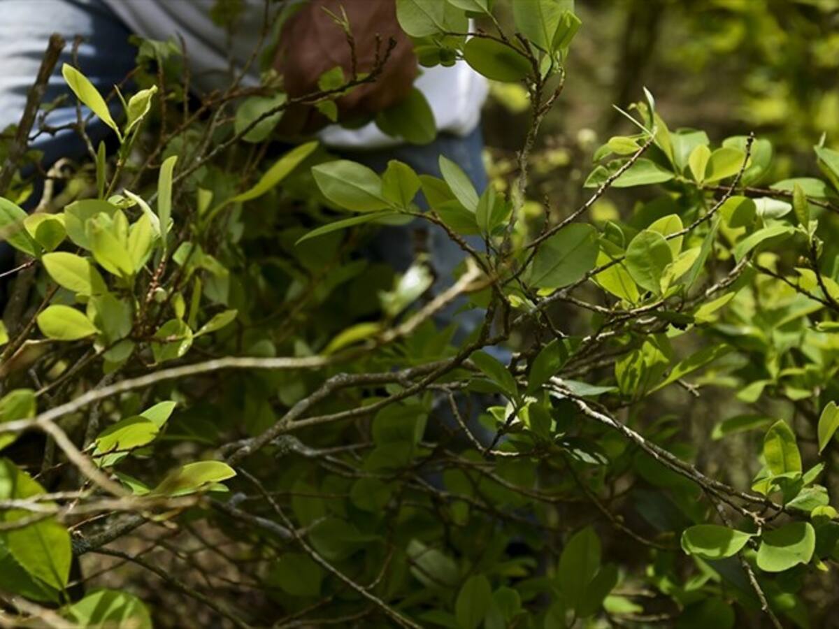 Disidencias de las Farc en Tumaco, divididas por el narcotráfico