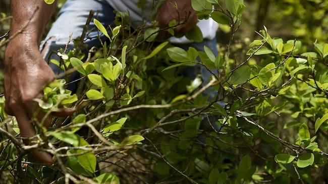 Disidencias de las Farc en Tumaco, divididas por el narcotráfico. Foto: Colprensa