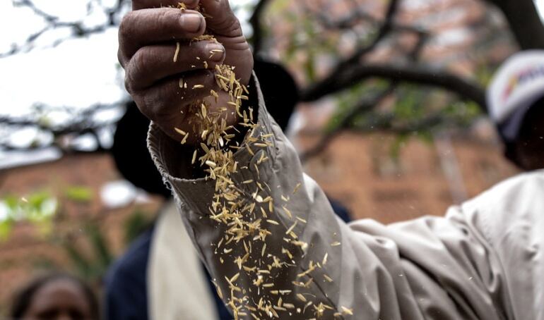 Productores de arroz 