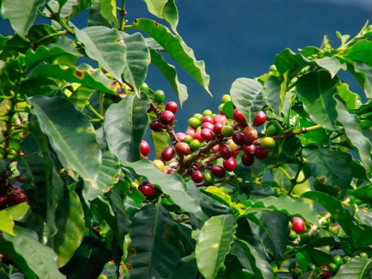 A partir de la fecha cualquier colombiano podrá exportar café al resto del mundo