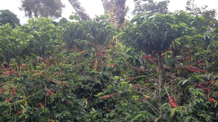 Coronel Necton Lincon Borja, comandante de la Policía en Caldas
