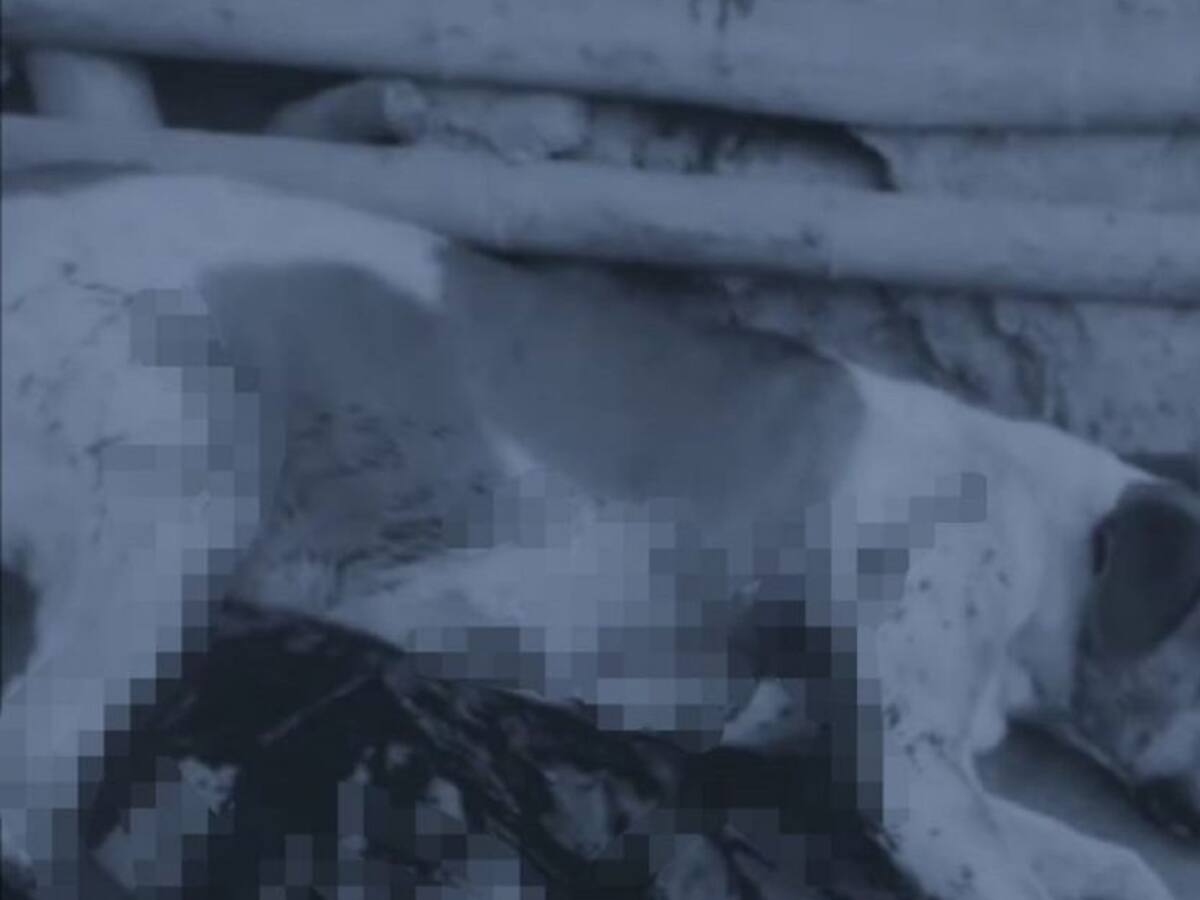 Un hombre disparó contra un perro cuando el animal jugaba con niños