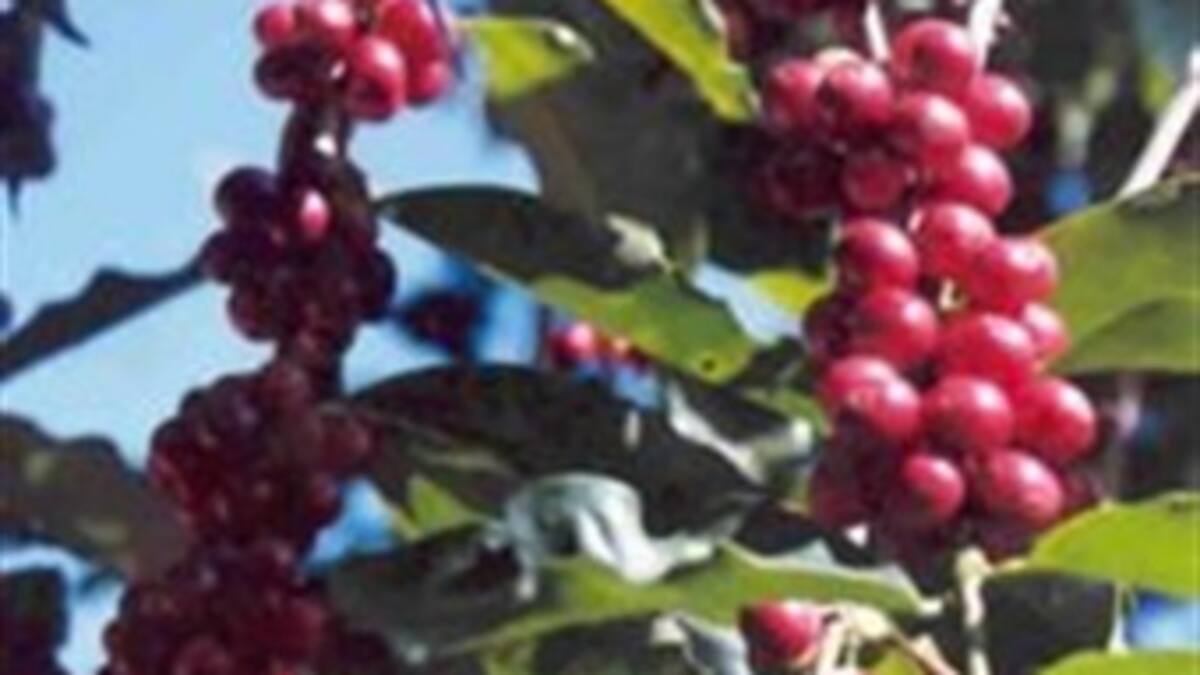 Daños al café por el calor preocupan al New York Times