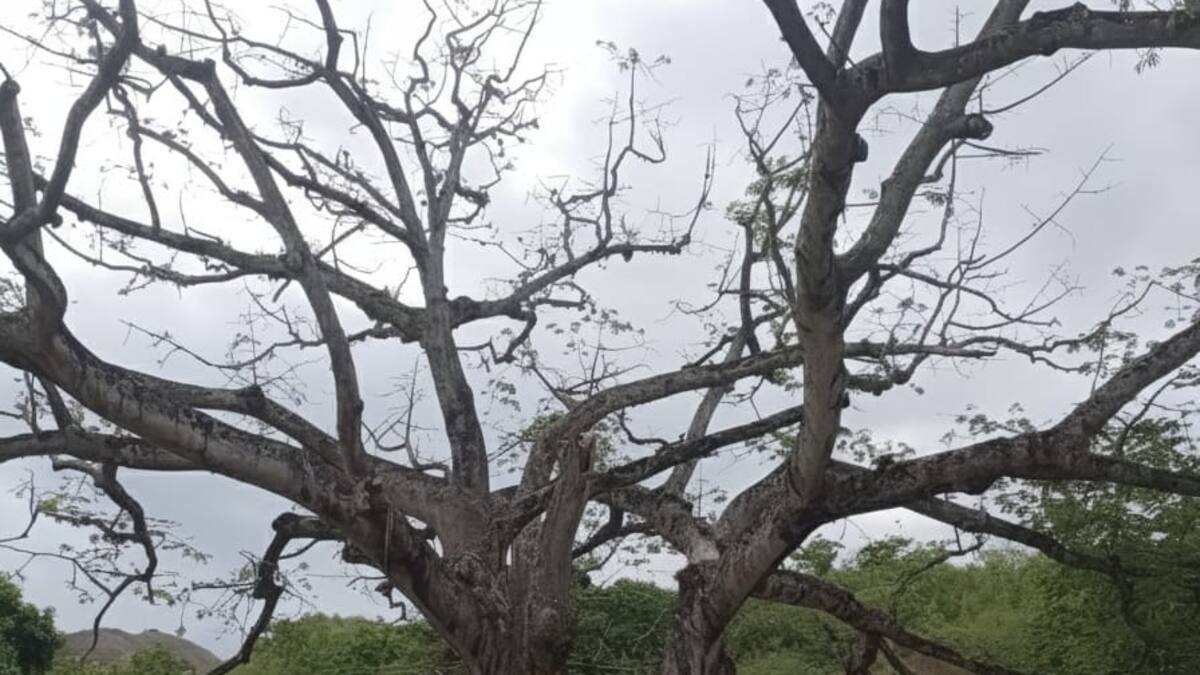 Ceiba de 300 años en Otas-Campoalegre se seca lentamente ante el olvido