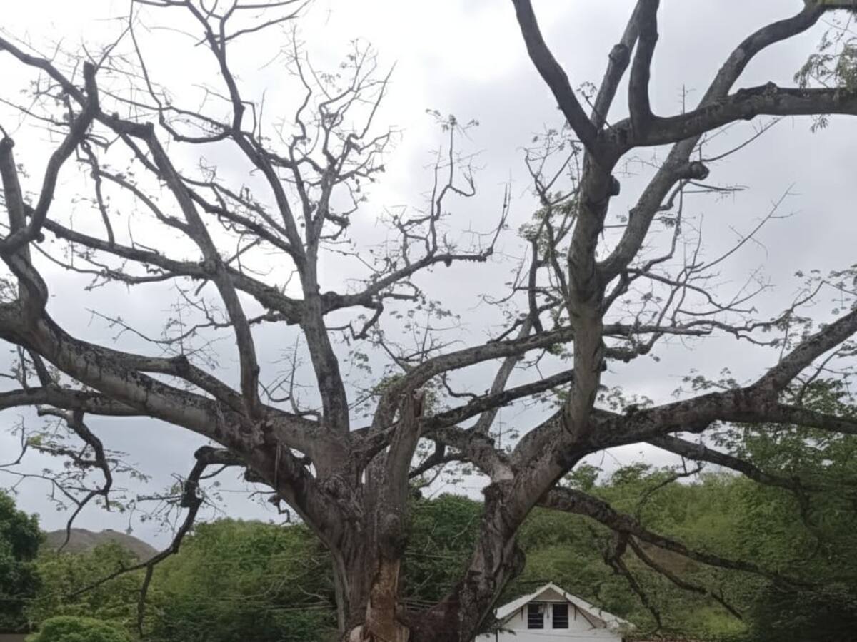 Ceiba de 300 años en Otas-Campoalegre se seca lentamente ante el olvido