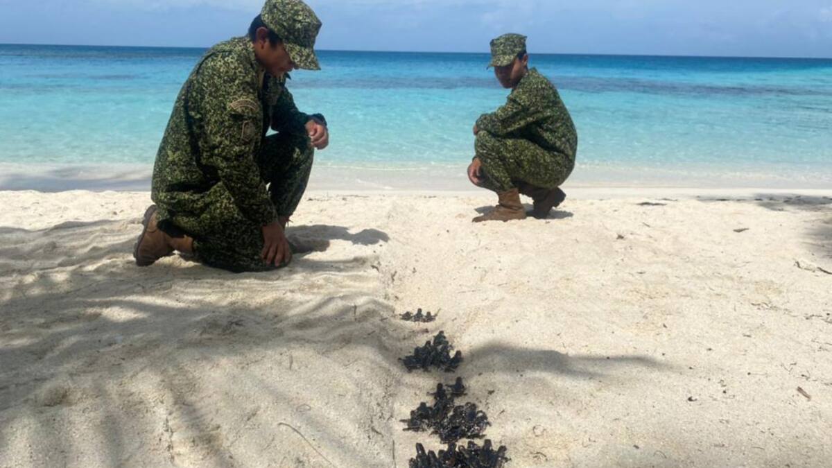 Armada liberó más de 5.000 tortugas marinas en San Andres y Providencia